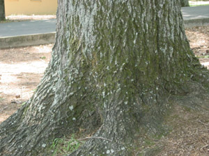 Shumard oak trunk